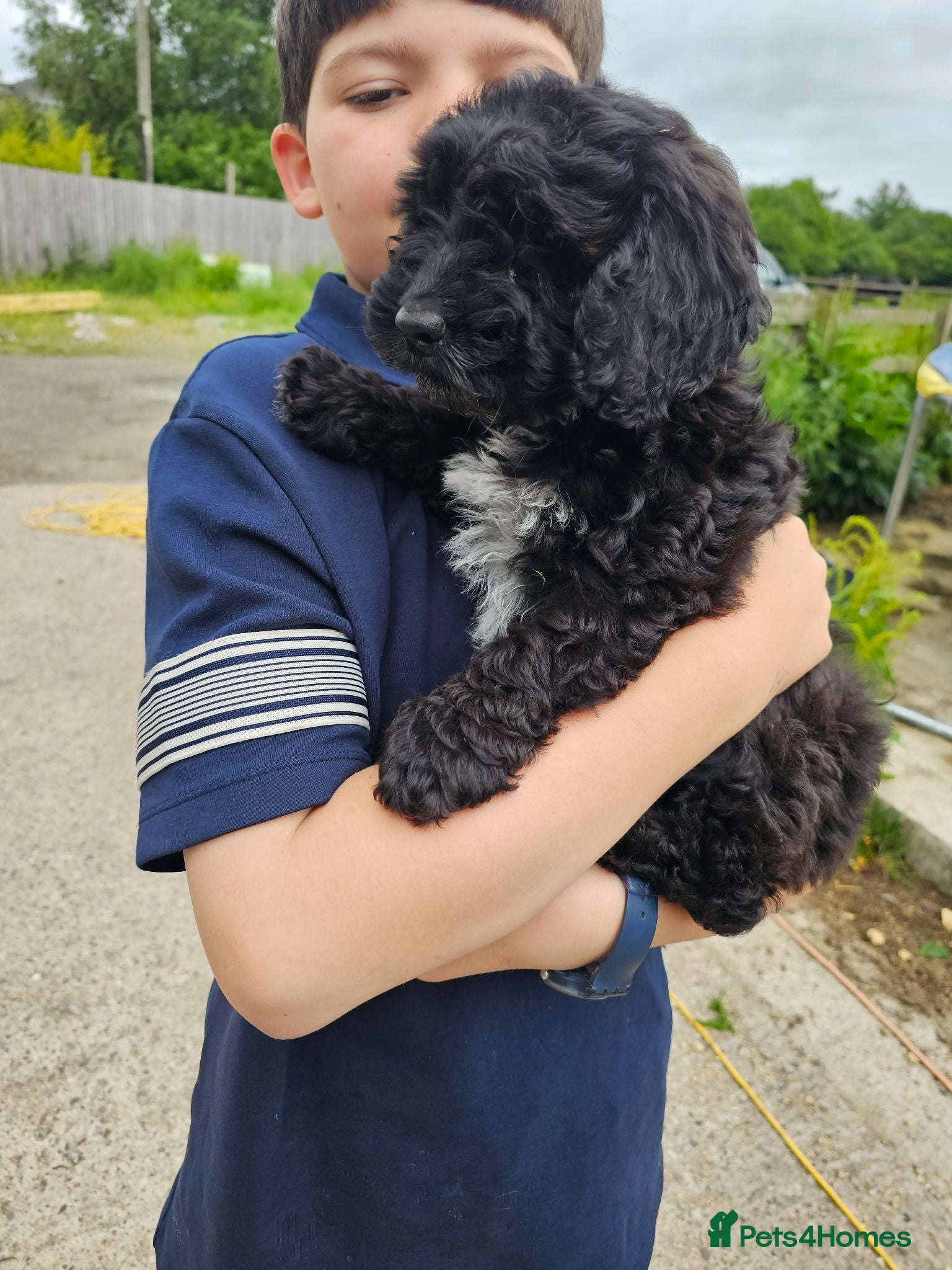 Cockapoo dogs 1 girl F2 show cockapoo puppy remaining ready now - Advert 1