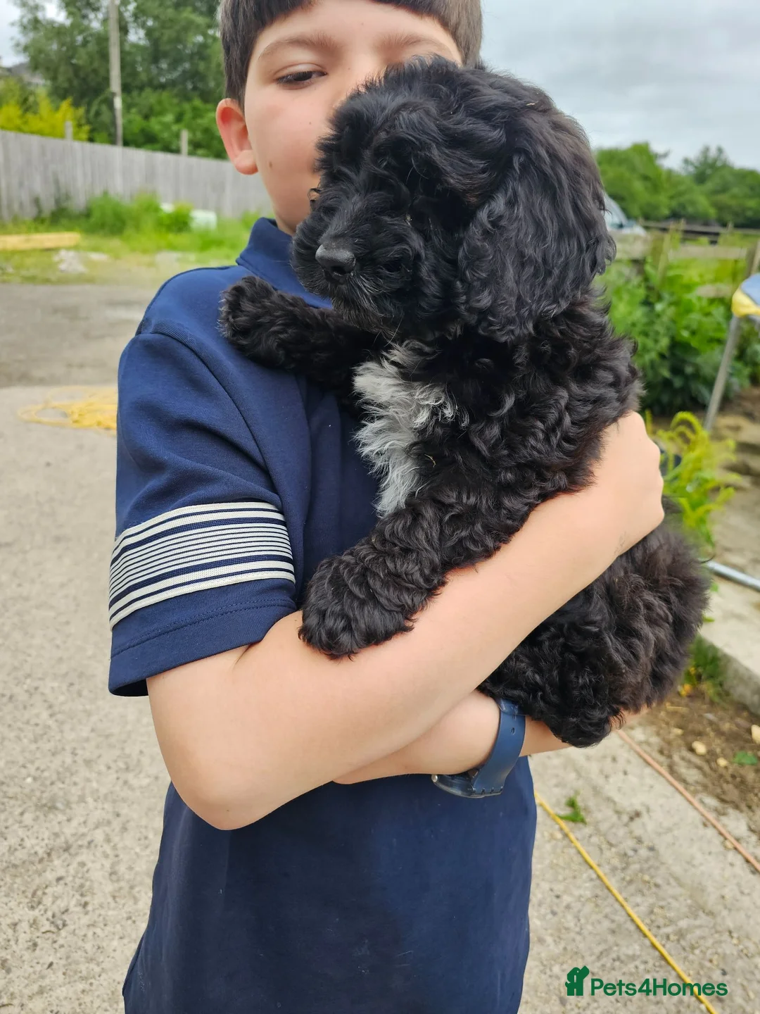 Cockapoo dogs for sale: 1 girl F2 show cockapoo puppy remaining ready now - Advert 1