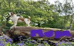 Jack Russell dogs for sale: Jack Russel puppies for sale  - Image 8