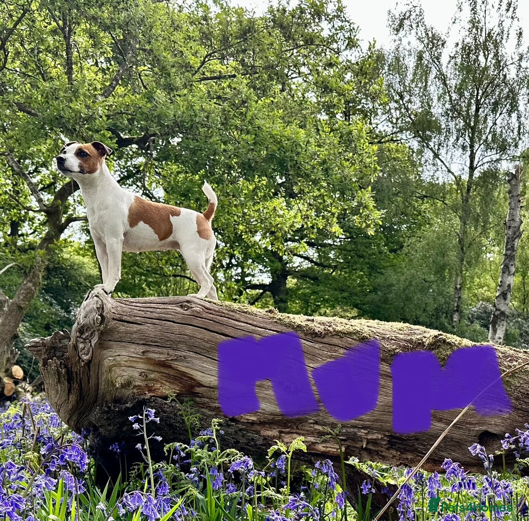 Jack Russell dogs for sale: Jack Russel puppies for sale  - Image 8