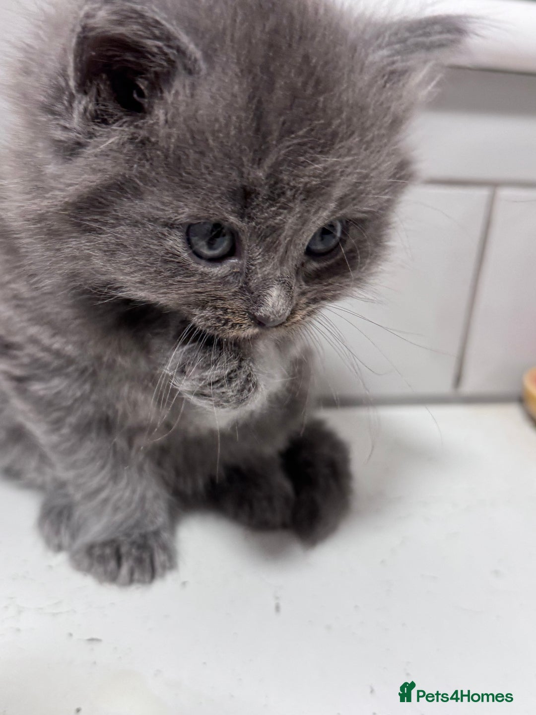 Ragdoll cats for sale: Ragdoll X British Blue beauties - Advert 7