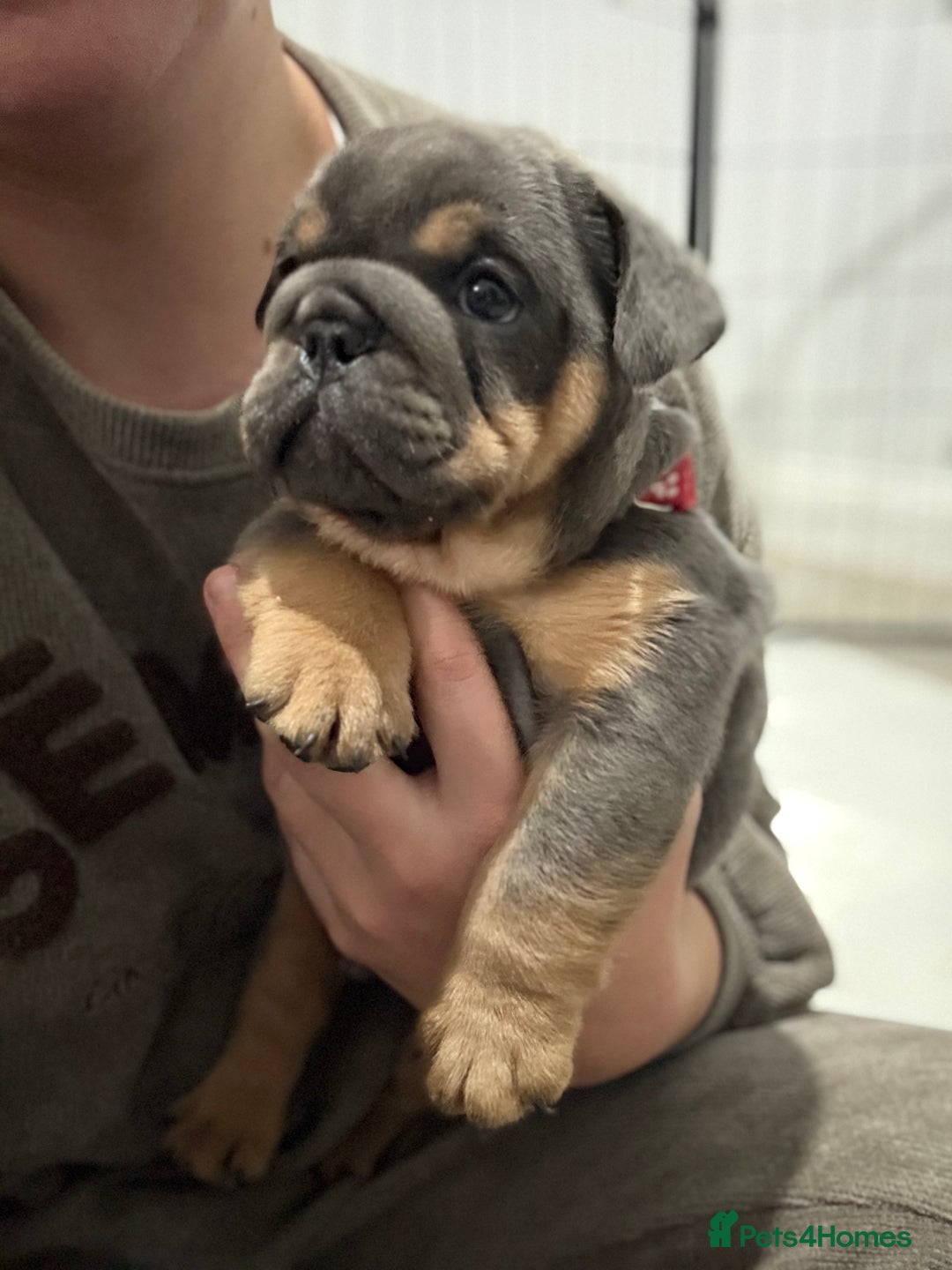 English Bulldog dogs for sale: Stunning English Bulldog Puppies - Advert 6