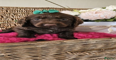 Cocker Spaniel dogs - Advert 2