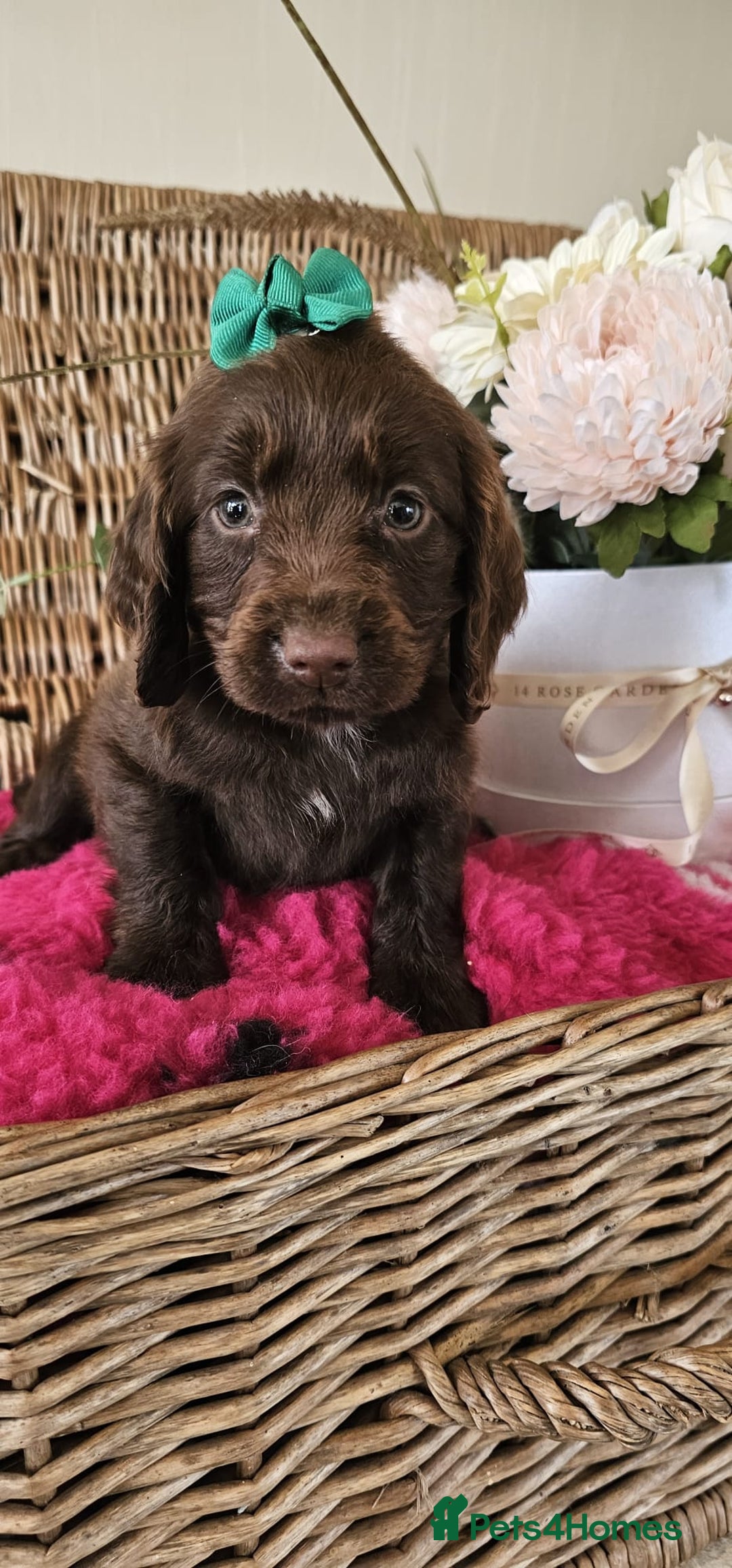 Cocker Spaniel dogs for sale: Ready this Thursday vet checked  - Image 11