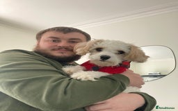Mixed Breed dogs for sale: Lovely 2 year old Cavapoo - Image 5