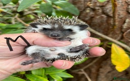 Pygmy Hedgehog rodents for sale: Pygmy hoglets ready now! Stunning friendly babies  - Image 5