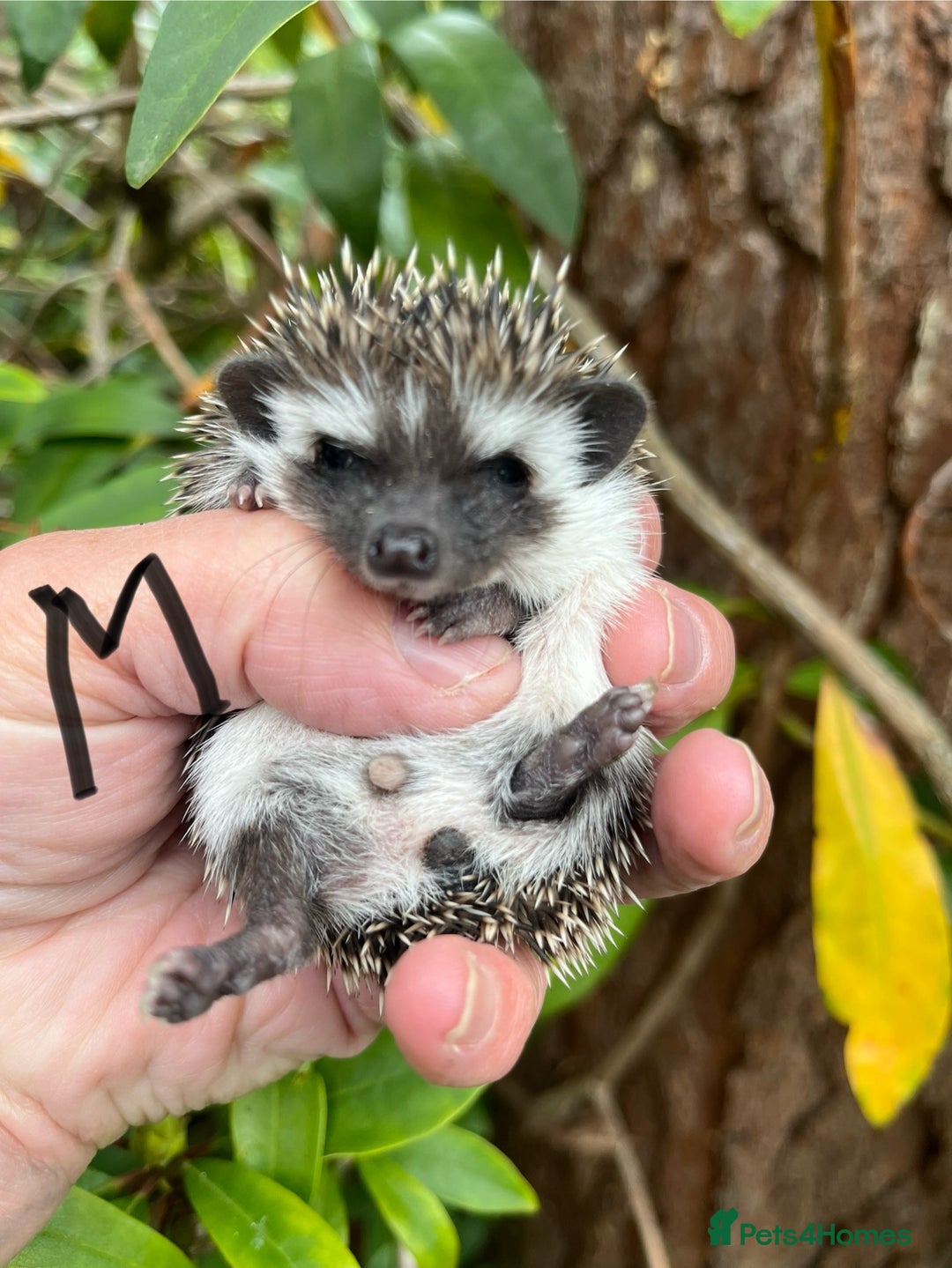 Pygmy Hedgehog rodents for sale: Pygmy hoglets ready now! Stunning friendly babies  - Image 5