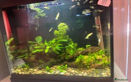 Live Bearers fish for sale: Small juvenile guppy fry mix - Image 1