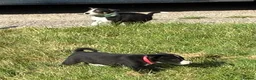 Border Collie dogs for sale: Border Collie Pups - Farm reared from working dogs - Advert 16