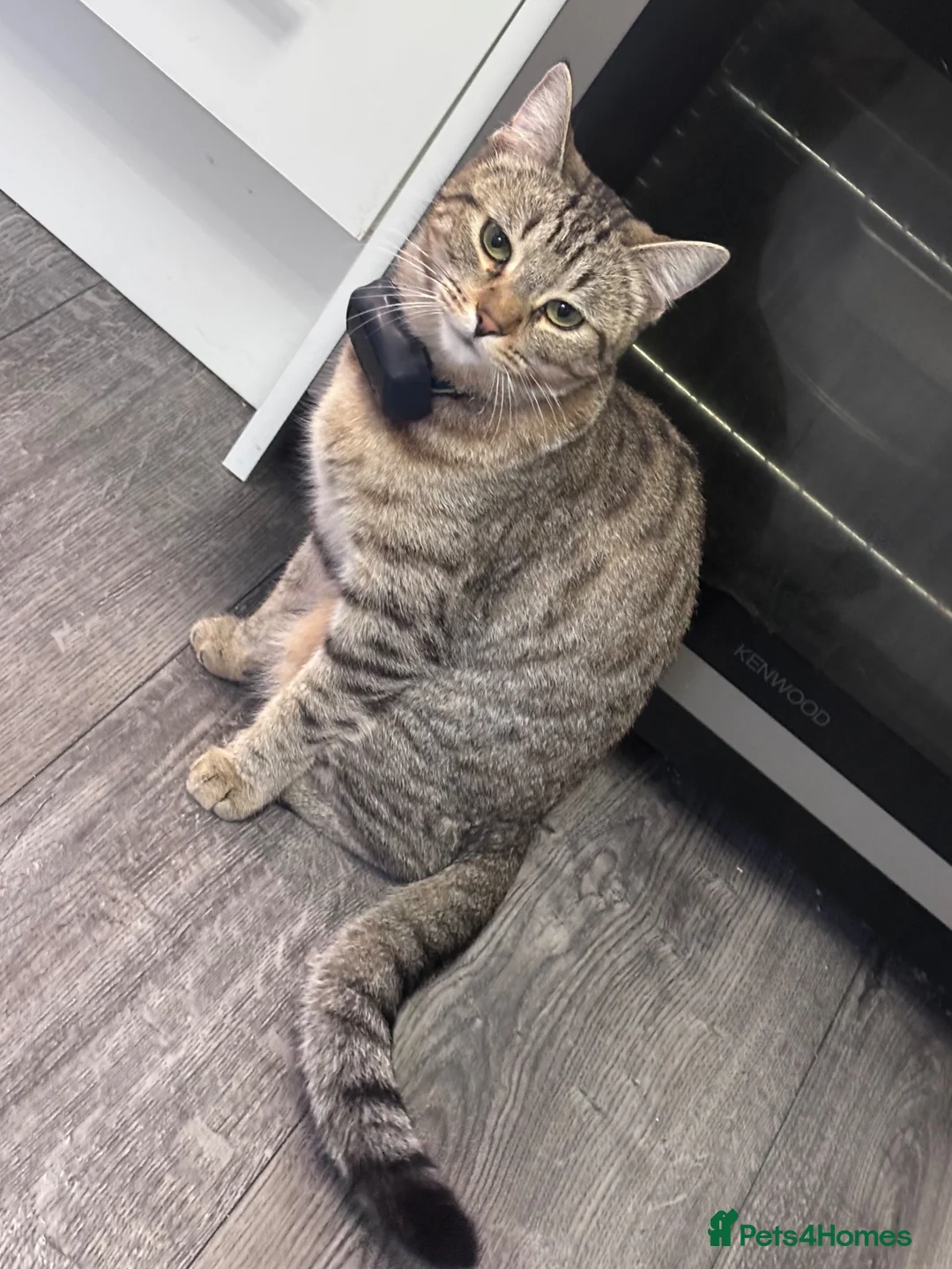 Bengal cats for sale: 1 year old bengal in Birmingham - Advert 2