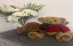 Cavapoo dogs for sale: outstanding Cavapoo’s, with heart tested parents - Advert 10