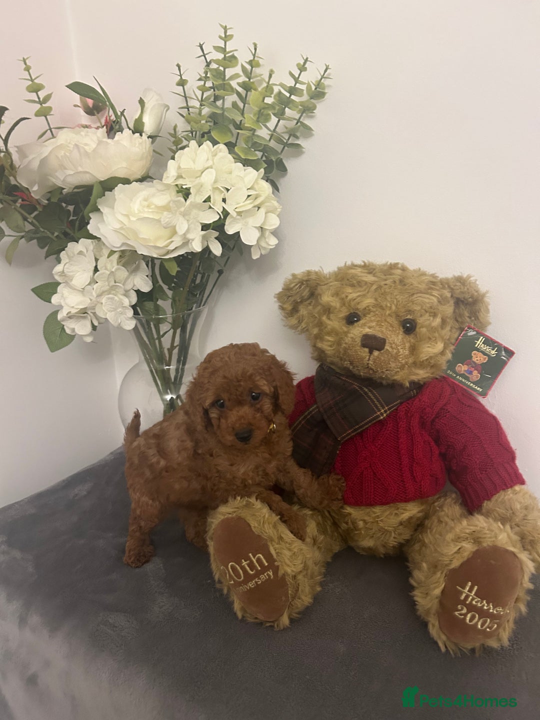 Cavapoo dogs for sale: outstanding Cavapoo’s, with heart tested parents - Advert 10