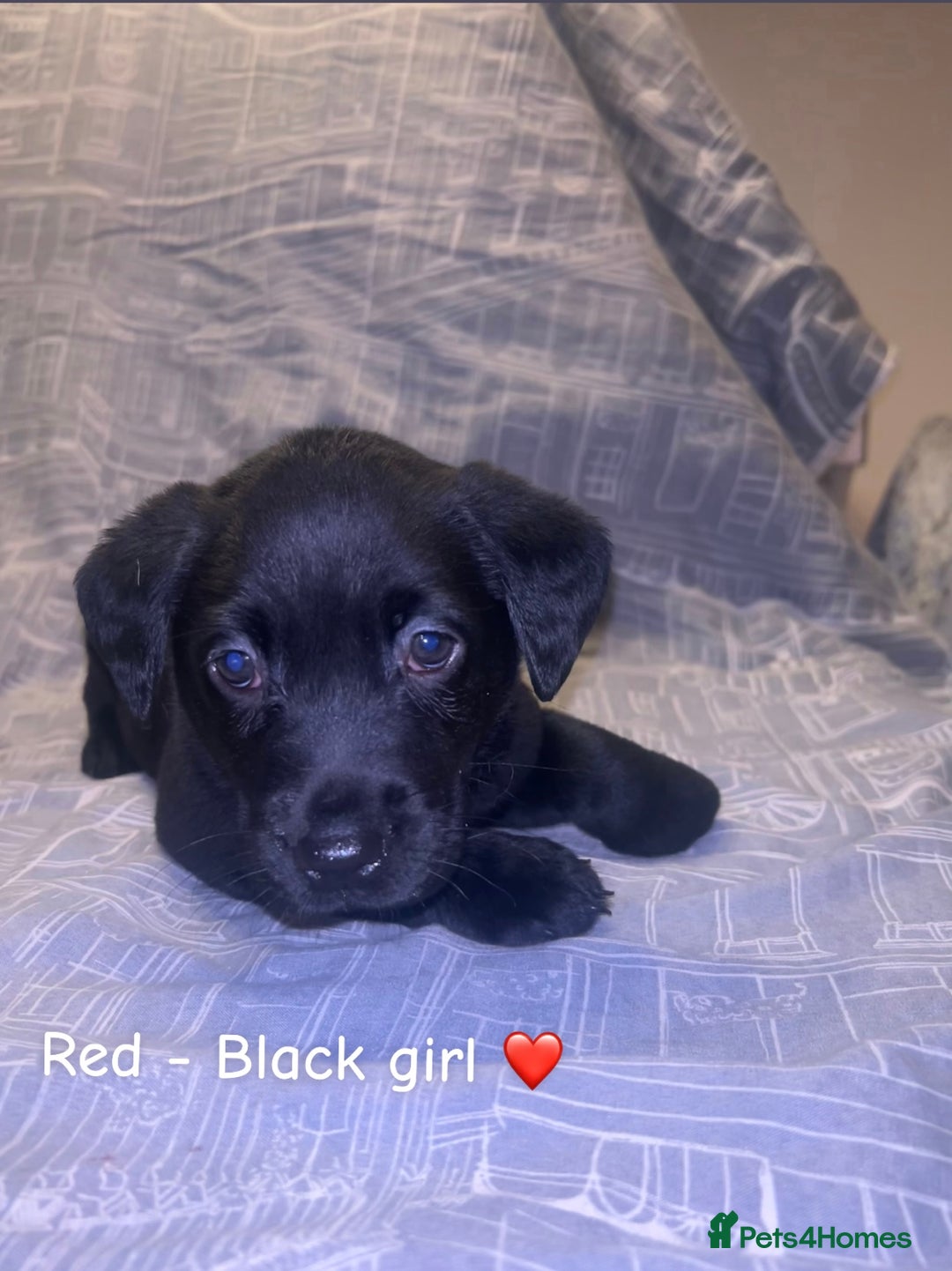 Labrador Retriever dogs for sale: 8 Labrador puppies for sale 🤍 - Advert 6