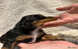 Cocker Spaniel dogs for sale: Stunning kc working cocker spaniels - Image 10