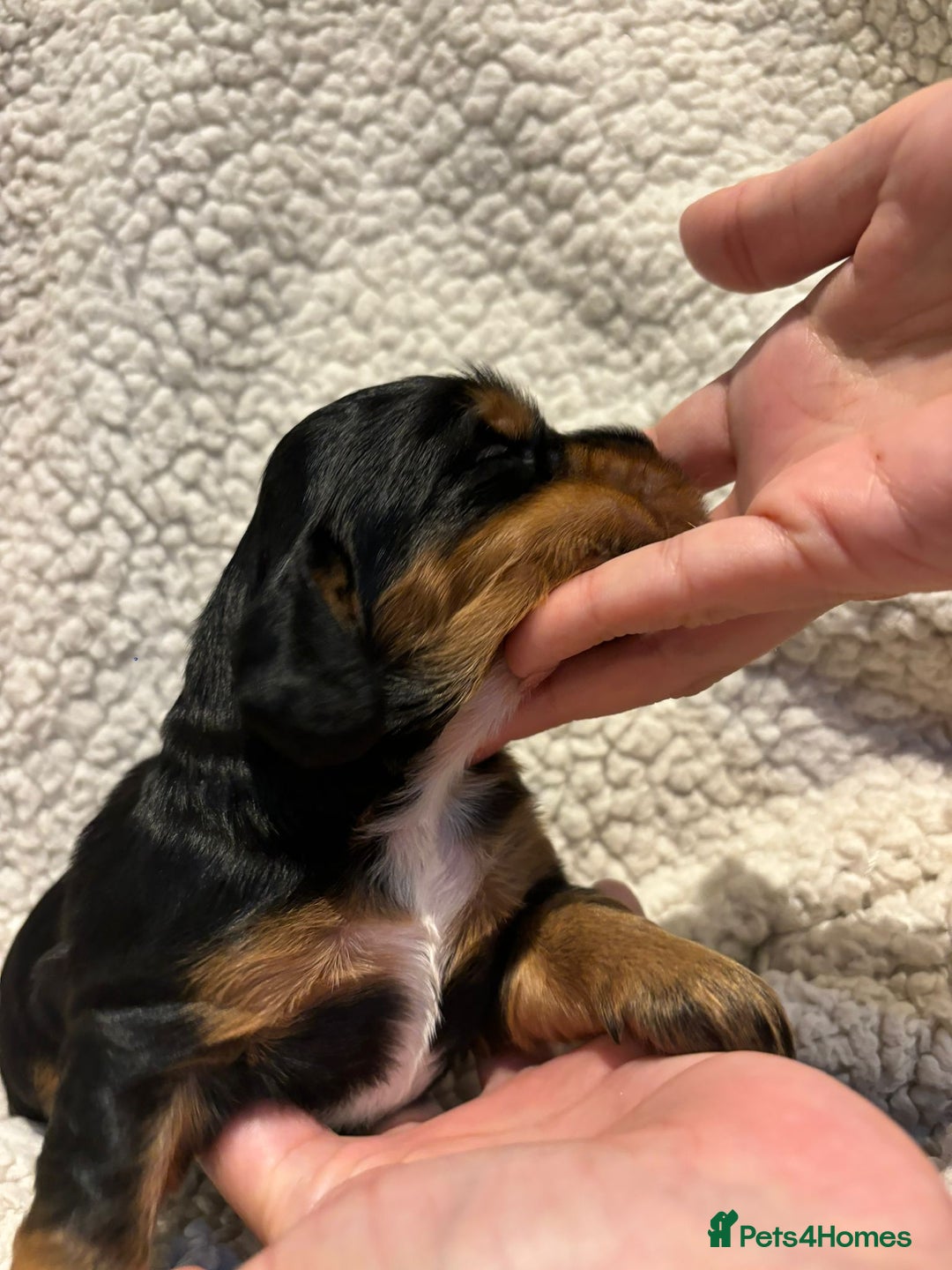 Cocker Spaniel dogs for sale: Stunning kc working cocker spaniels - Image 10