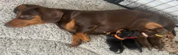 Miniature Dachshund dogs for sale: 3 beautiful girls  - Advert 2
