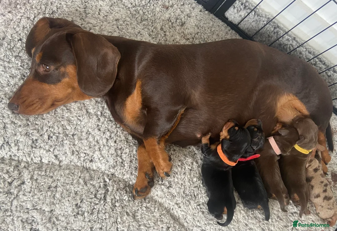 Miniature Dachshund dogs for sale: 3 beautiful girls  - Advert 2