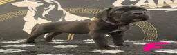 Cane Corso dogs for sale: Cane corso puppies in Rochford - Advert 10