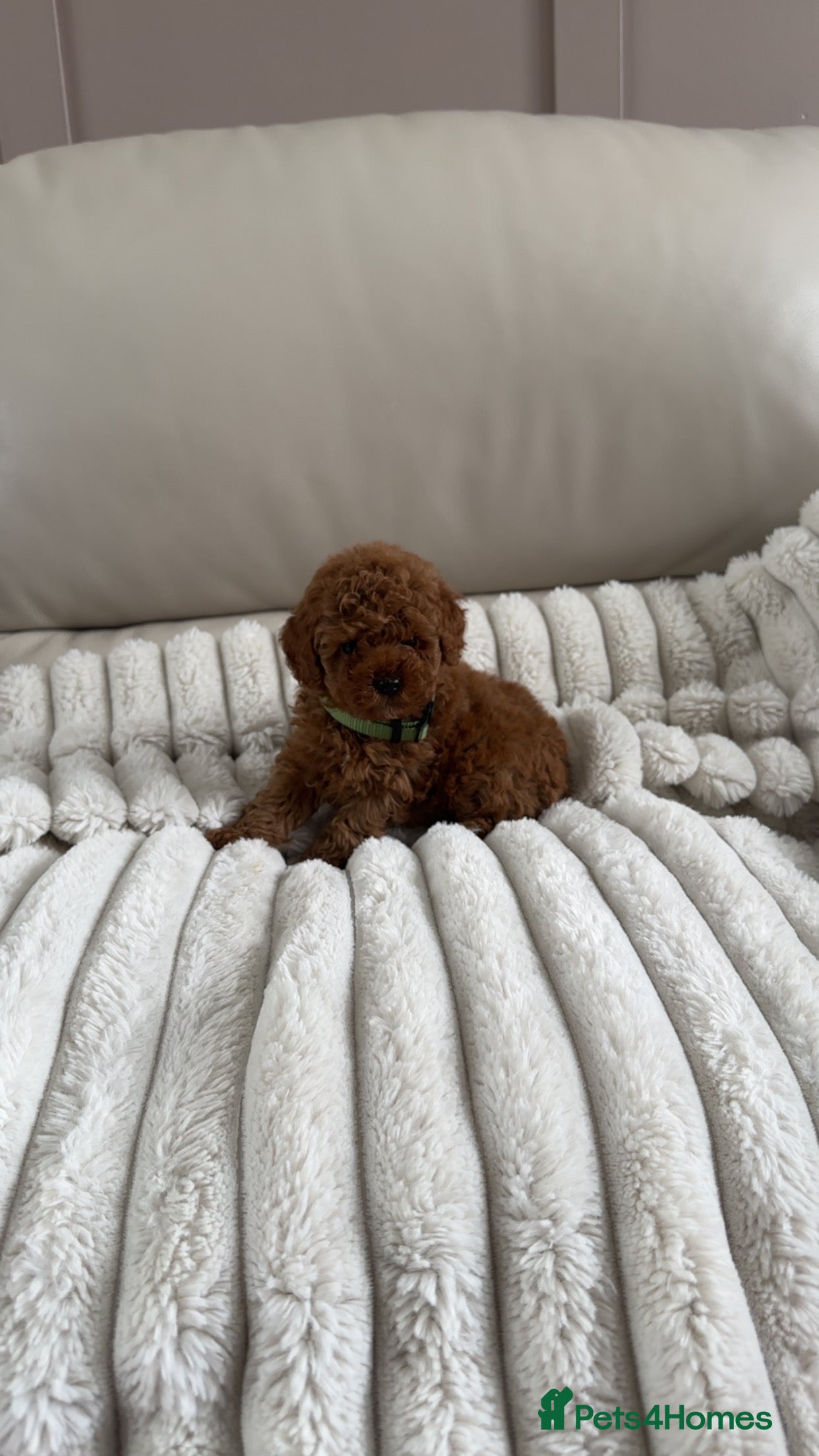 Toy Poodle dogs for sale: KC registered toy poodle puppies  - Advert 6