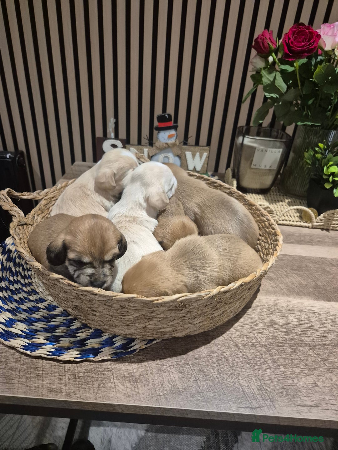 Mixed Breed dogs for sale: Doxie chon - Advert 5