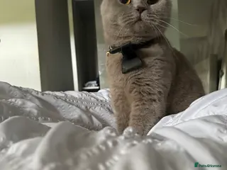 British Shorthair cats Forever home needed in Bradford - Advert 2