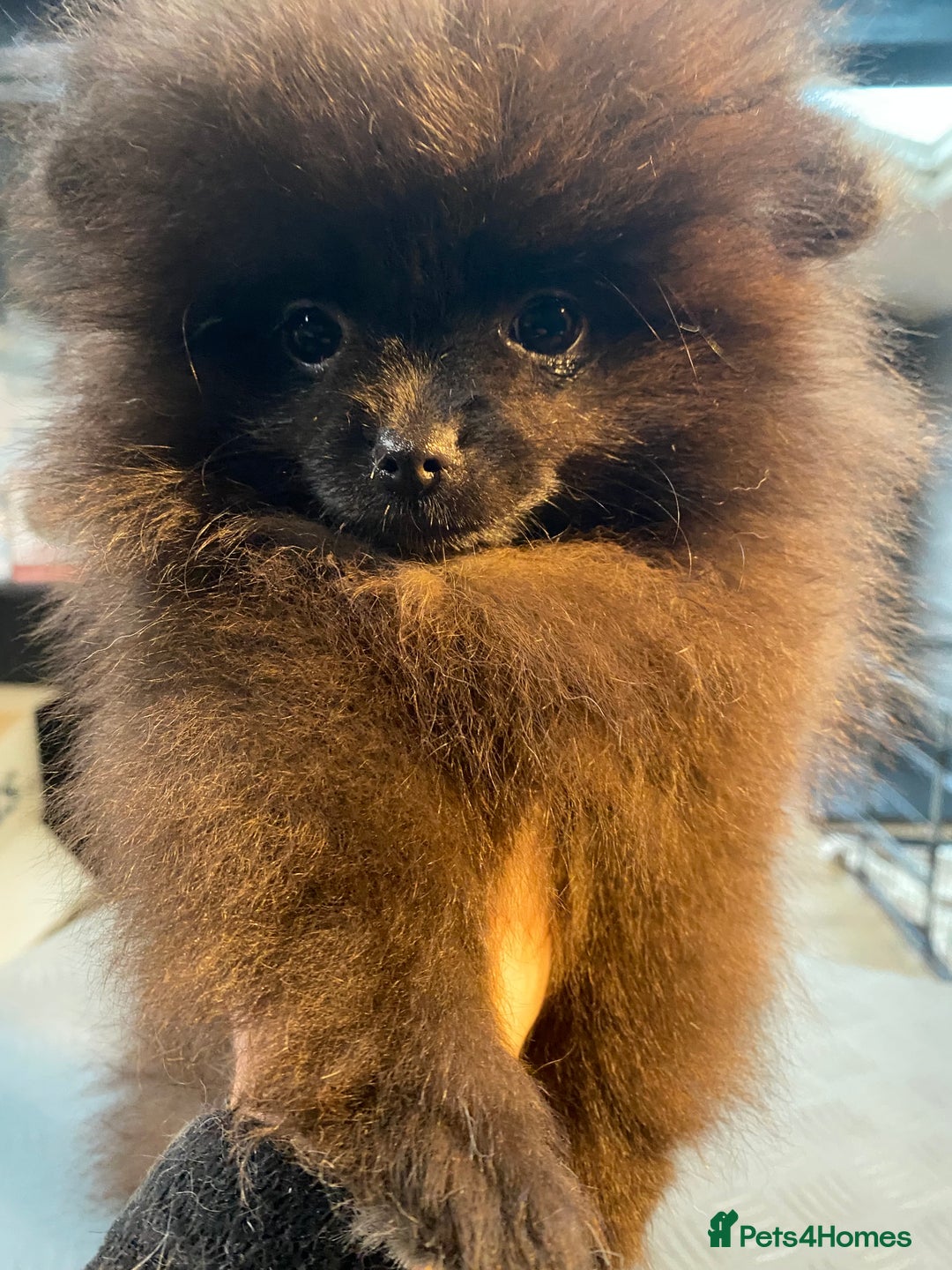 Pomeranian dogs for sale: Super cute sassy poms - Advert 23