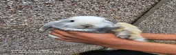 Mini Lop rabbits for sale: Mini lop rabbits in Banbury - Advert 6