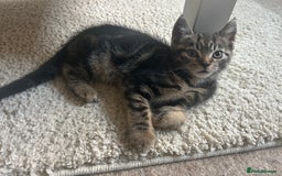 Mixed Breed cats for sale: 2 kittens for sale - Image 8