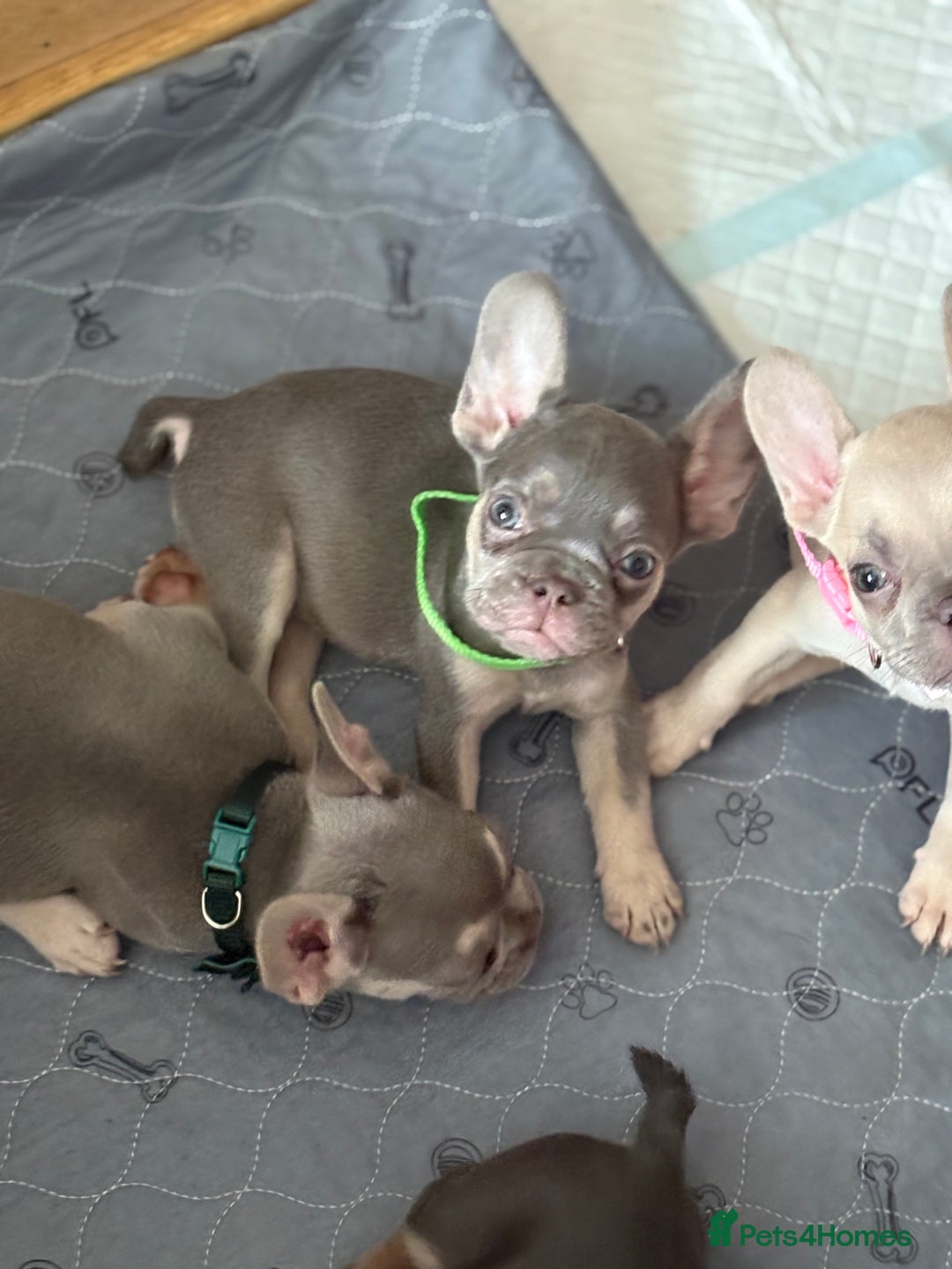 French Bulldog dogs for sale: Last 3 pups available !!Kc French bulldog puppy’s  - Image 21