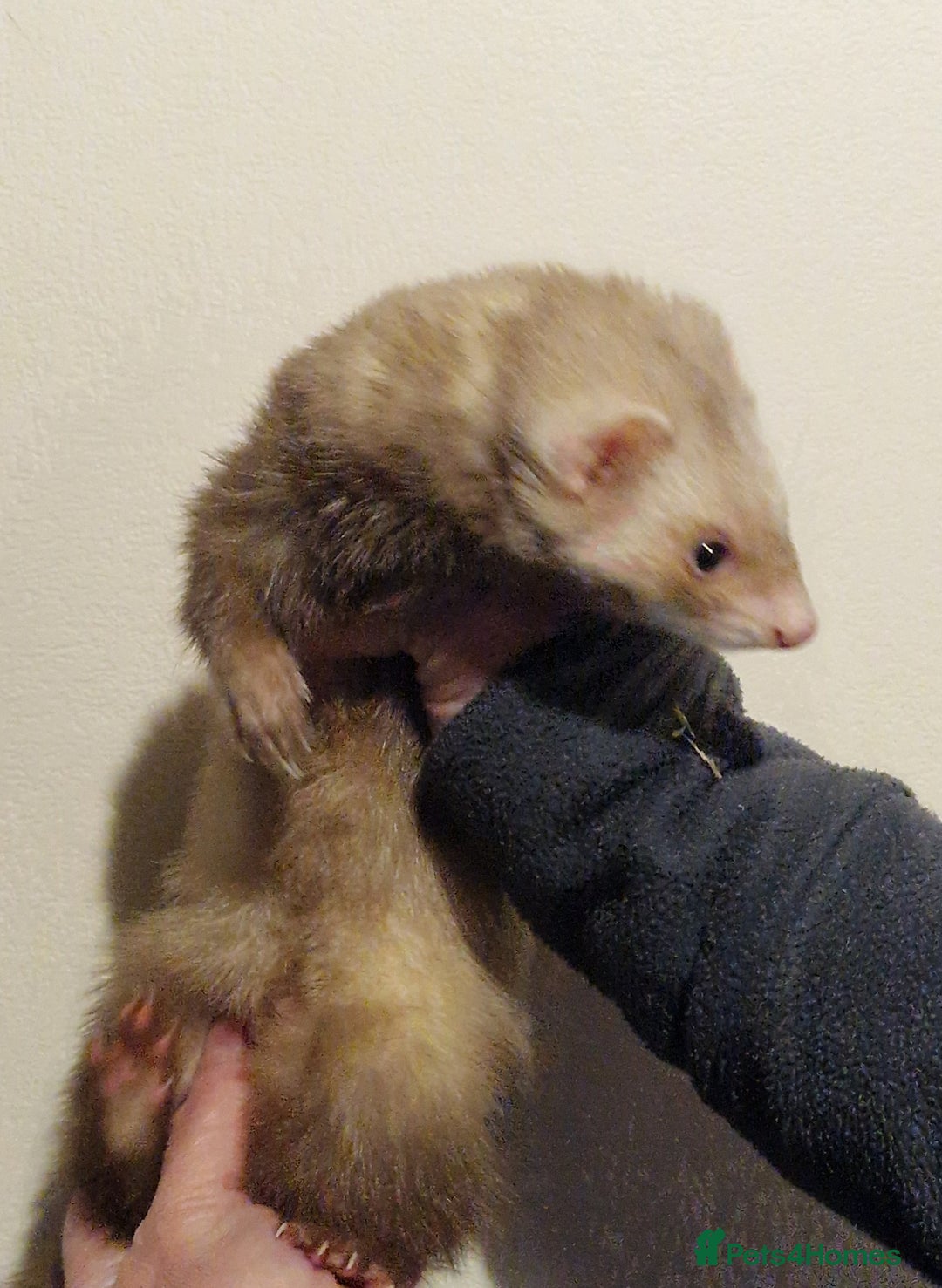 Ferret rodents for sale: Micro ferret hob - Advert 7