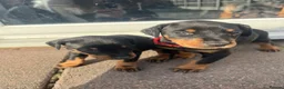 Dobermann dogs for sale: Doberman puppies for sale only 2boys left  - Advert 7