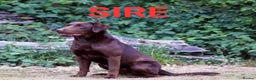 Labrador Retriever dogs for sale: KC CHOCOLATE LABRADORS PUPPIES, H TESTED PARENTS  - Advert 2