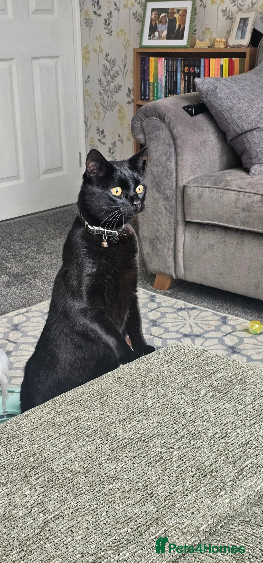 Mixed Breed cats for sale: Tinsel - Sweet, Affectionate 4YO Indoor Cat - Advert 2
