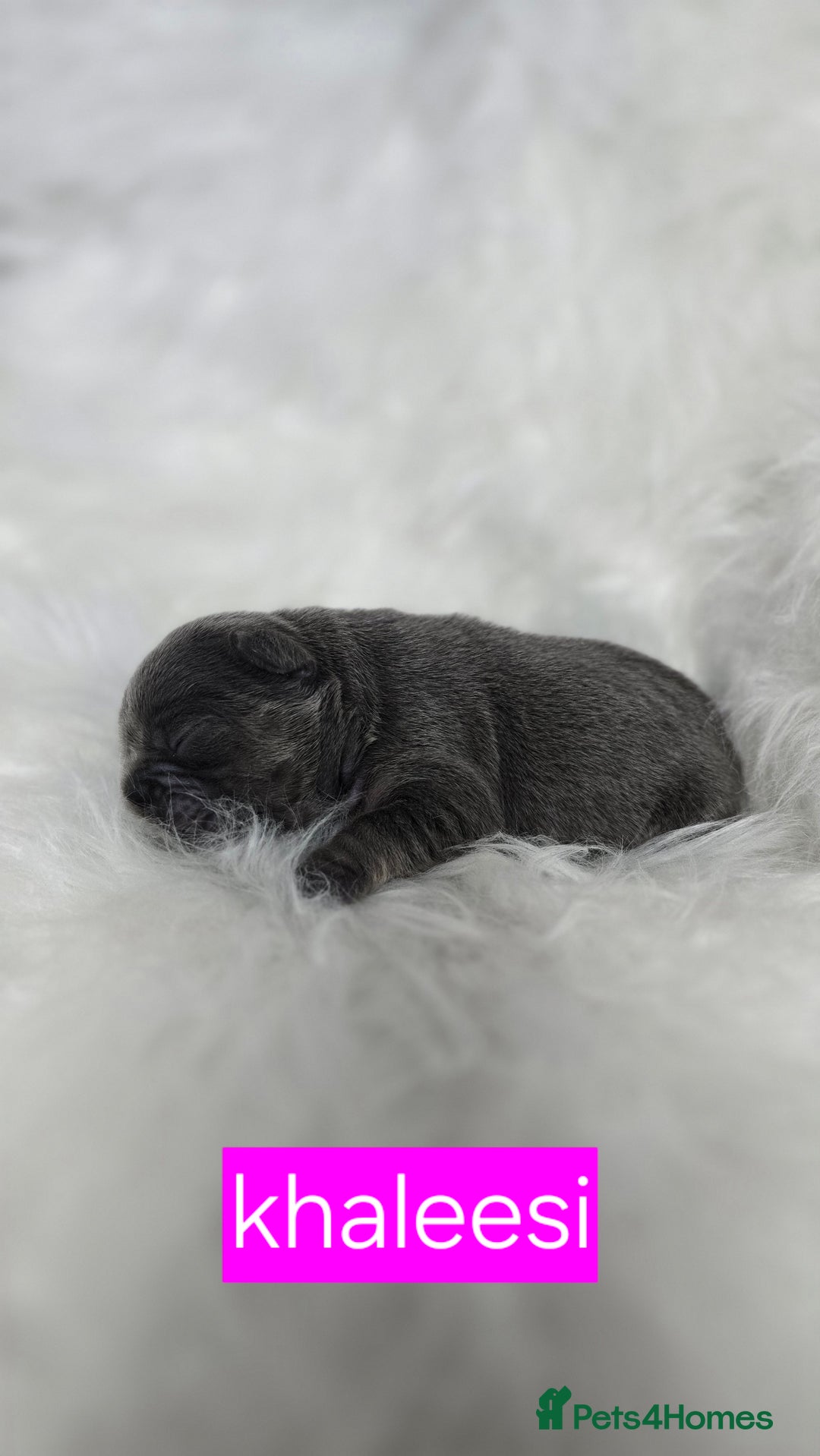 French Bulldog dogs for sale: Stunning french bulldog puppies - Advert 9