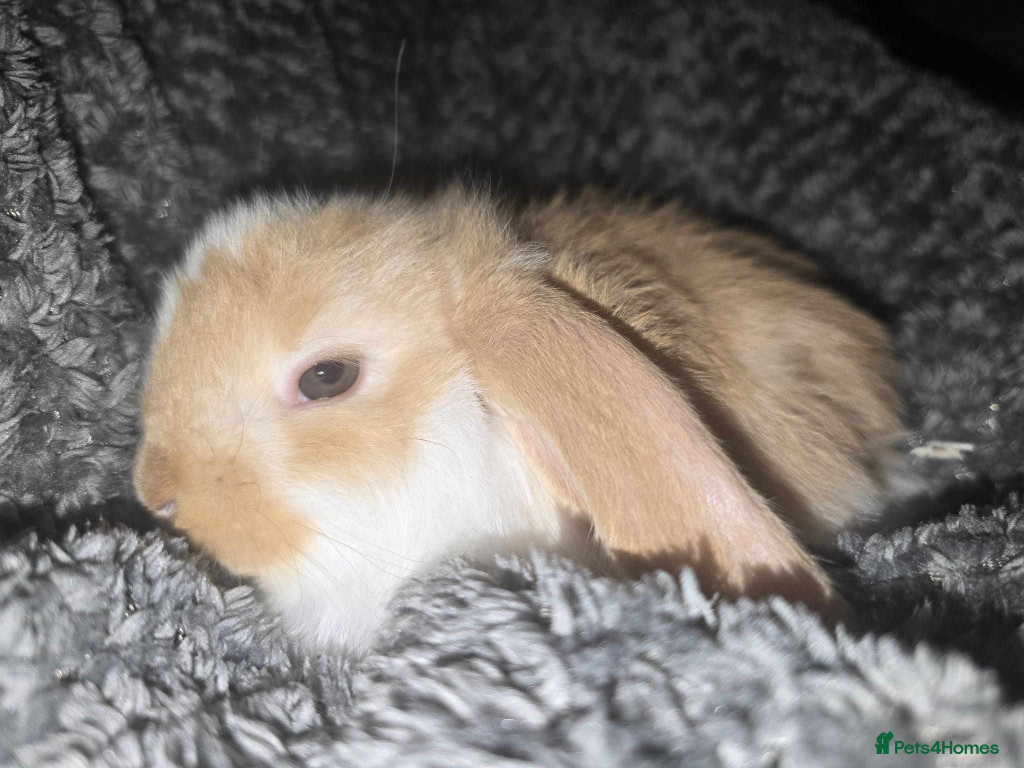 French Lop rabbits Pedigree French Lop - Advert 2