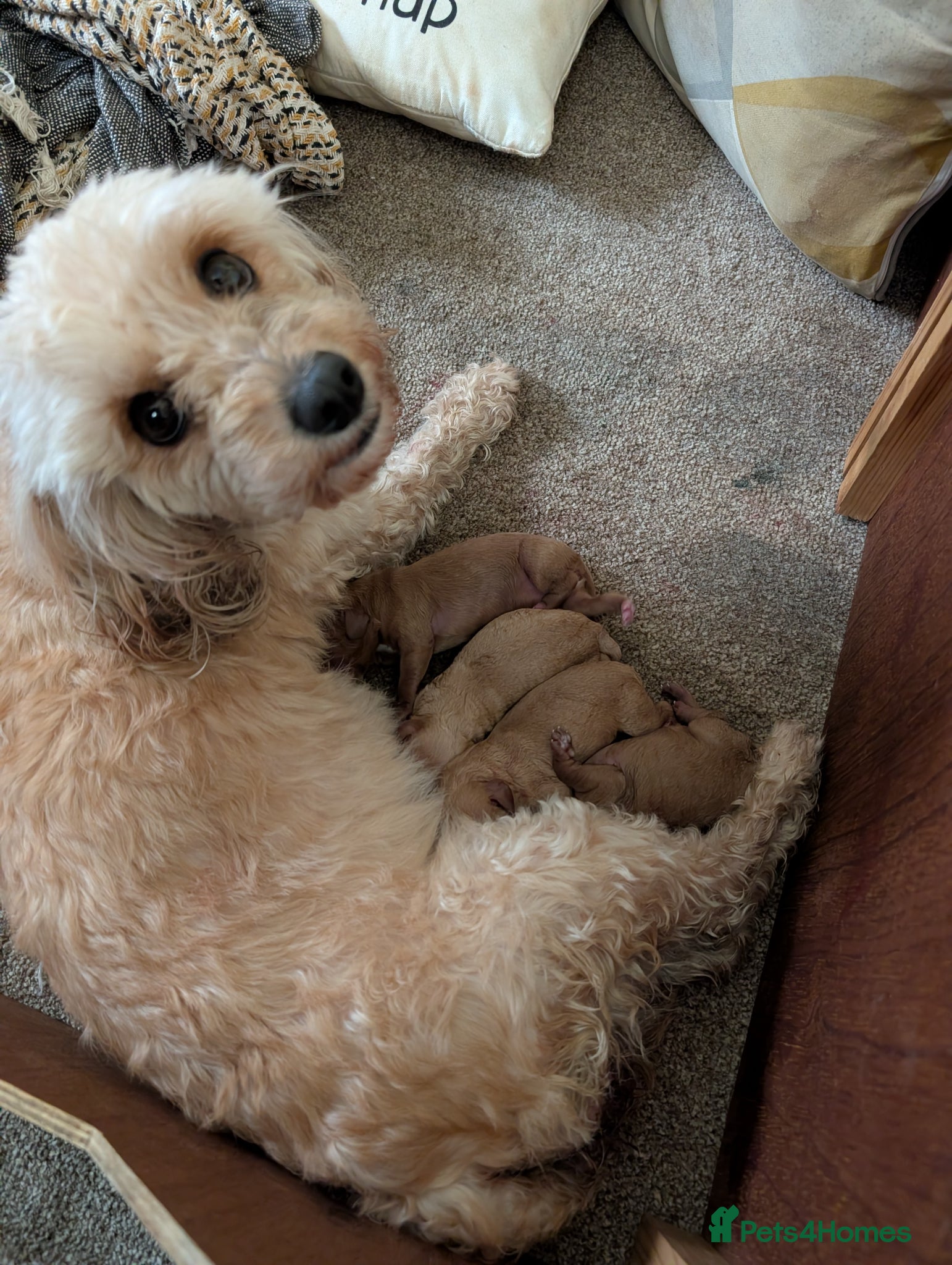 Cavapoo dogs F1b Cavapoo Puppies  - Advert 1