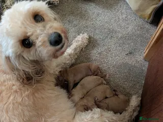 Cavapoo dogs F1b Cavapoo Puppies - Advert 1