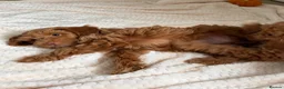 Cockapoo dogs for sale: Stunning F1B cockapoo puppies   - Advert 4
