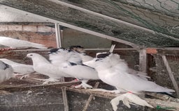 Pigeons birds for sale: Pigeon for sale - Image 2