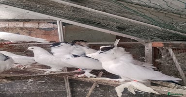 Pigeons birds - Advert 15