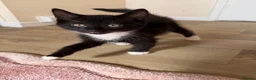 Mixed Breed cats for sale: 2 male kittens - 12 weeks old  in Dewsbury - Advert 8