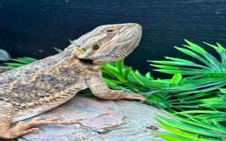 Bearded Dragon reptiles for sale: Gorgeous bearded dragon and viv for sale  - Image 3
