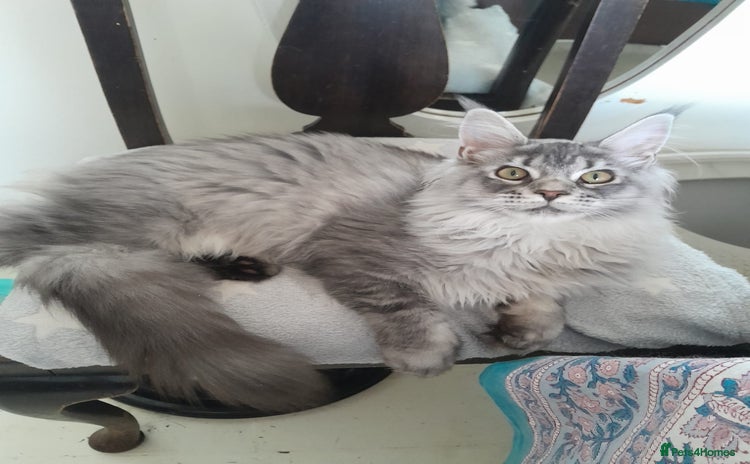 Maine Coon cats black silver ticked ns25 girl TICA maine coon - Advert 1