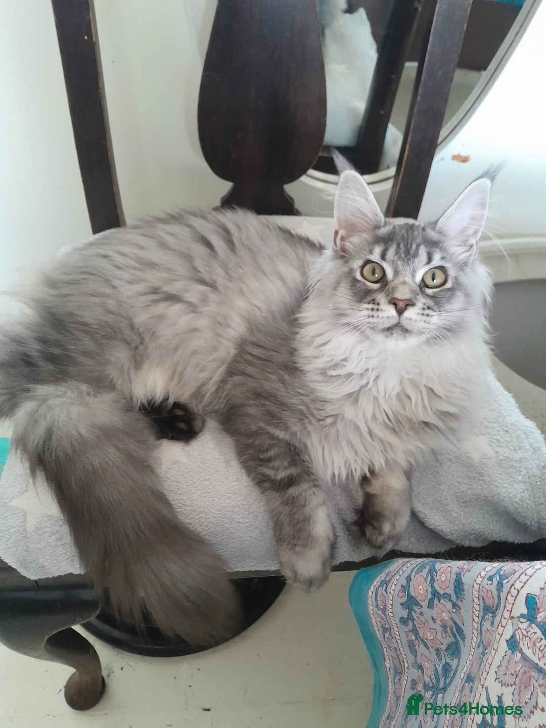 Maine Coon cats for sale: black silver ticked ns25 girl TICA maine coon - Advert 1