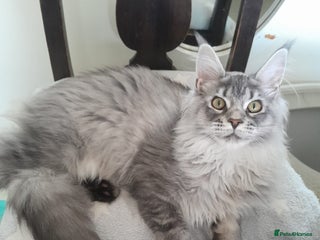 Maine Coon cats black silver ticked ns25 girl TICA maine coon - Advert 2