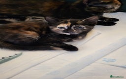 Mixed Breed cats for sale: Kittens Ready Now - Image 7