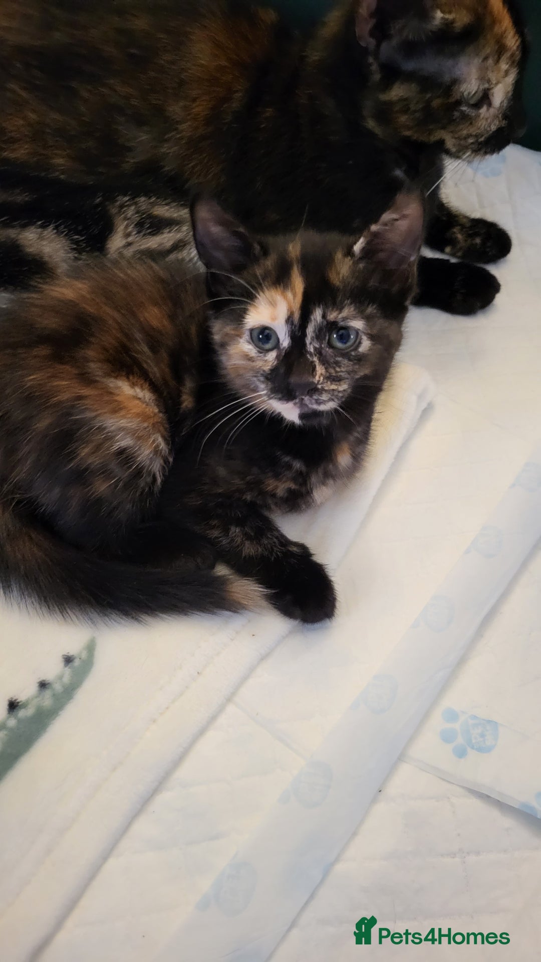 Mixed Breed cats for sale: Kittens Ready Now - Image 7