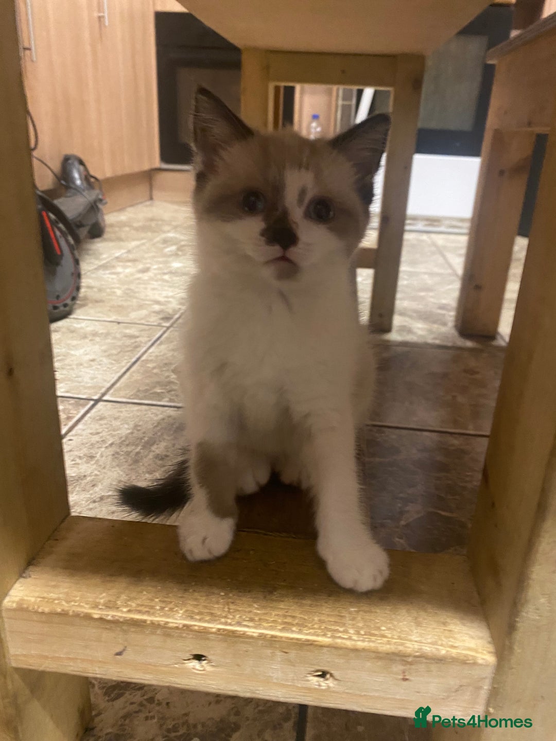 British Shorthair cats for sale: Beautiful kitten - Advert 9