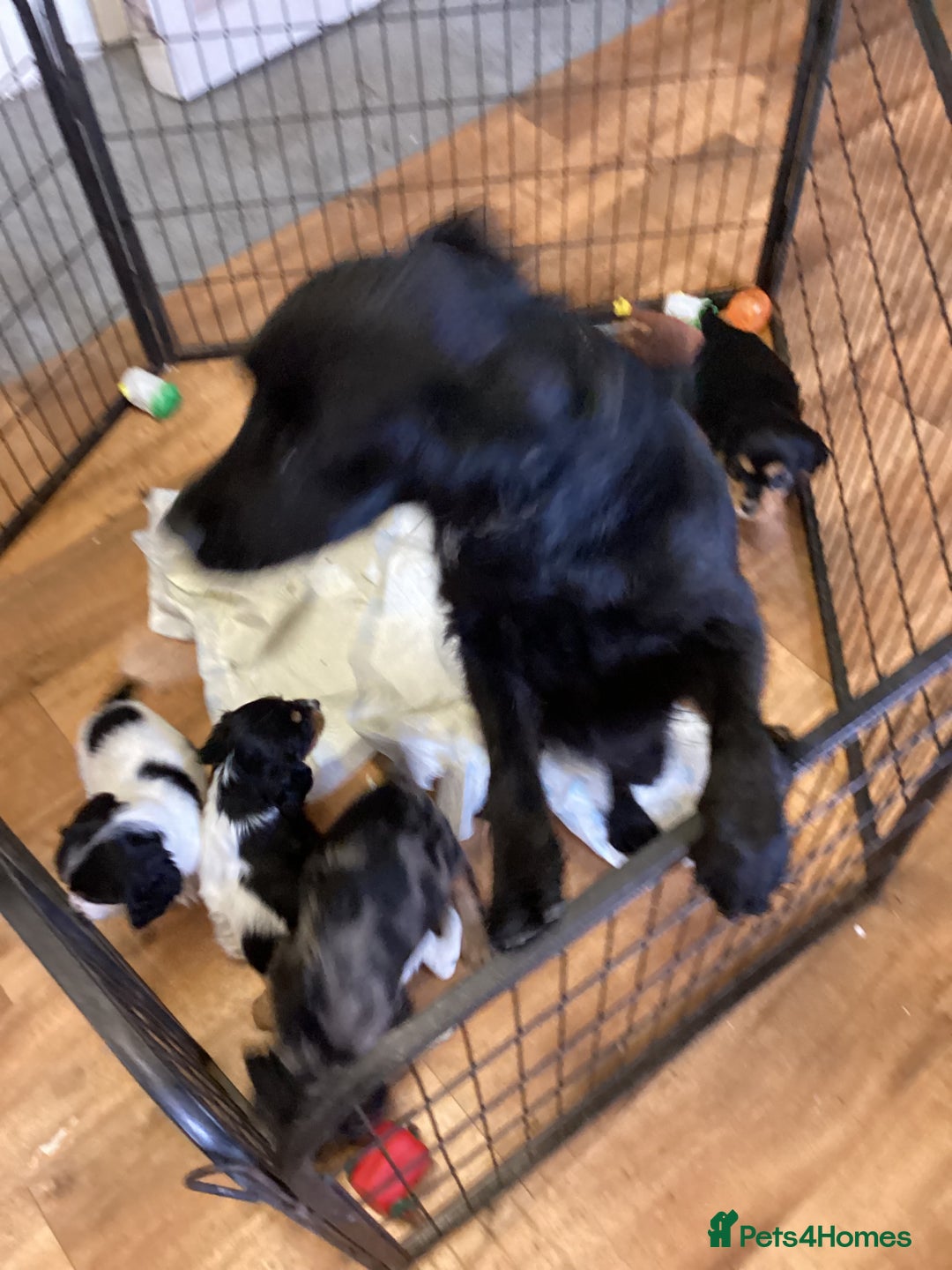 Cockalier dogs for sale: Cockalier  - Image 14