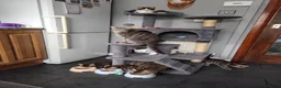 Mixed Breed cats for sale: Beautiful kittens ready for new home - Advert 21